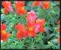 Seminte profesionale Antirrhinum majus - Gura leului - imagine 49067